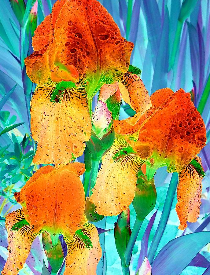 Iris  Garden Trio Digital Art by Trent Jackson