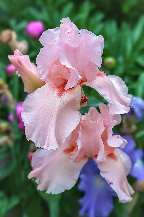 Iris germanica, c. Beverly Sills Photograph by Mark Mille