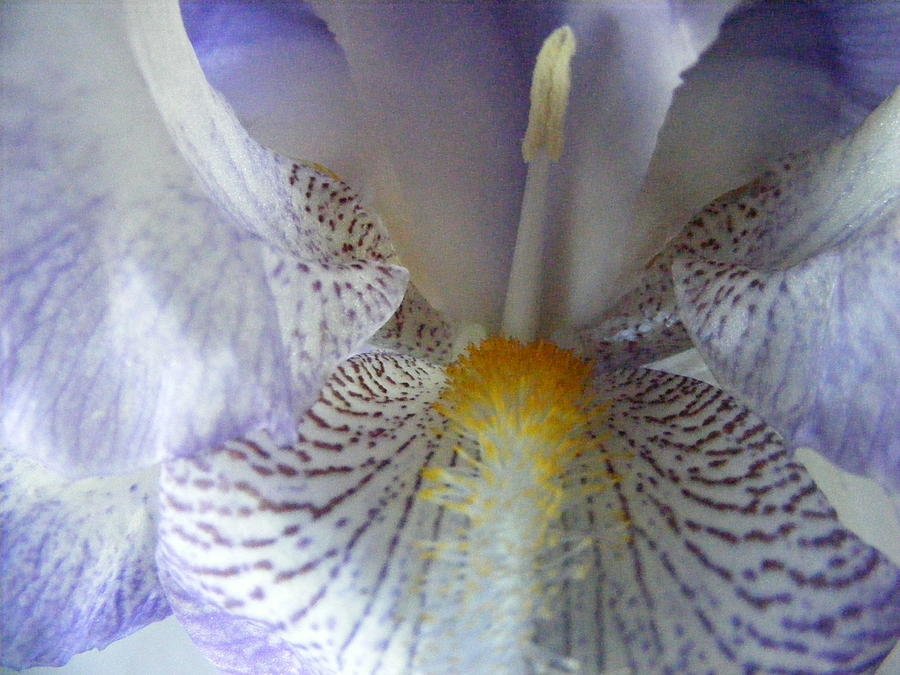 Iris Photograph - Iris Haven by Louise Dubois