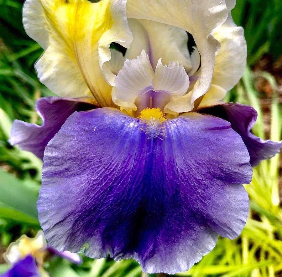 Iris heaven Painting by Mary Ann Perkins - Fine Art America