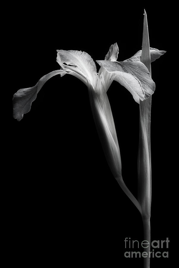 Iris In Black And White Photograph by Mike Eingle