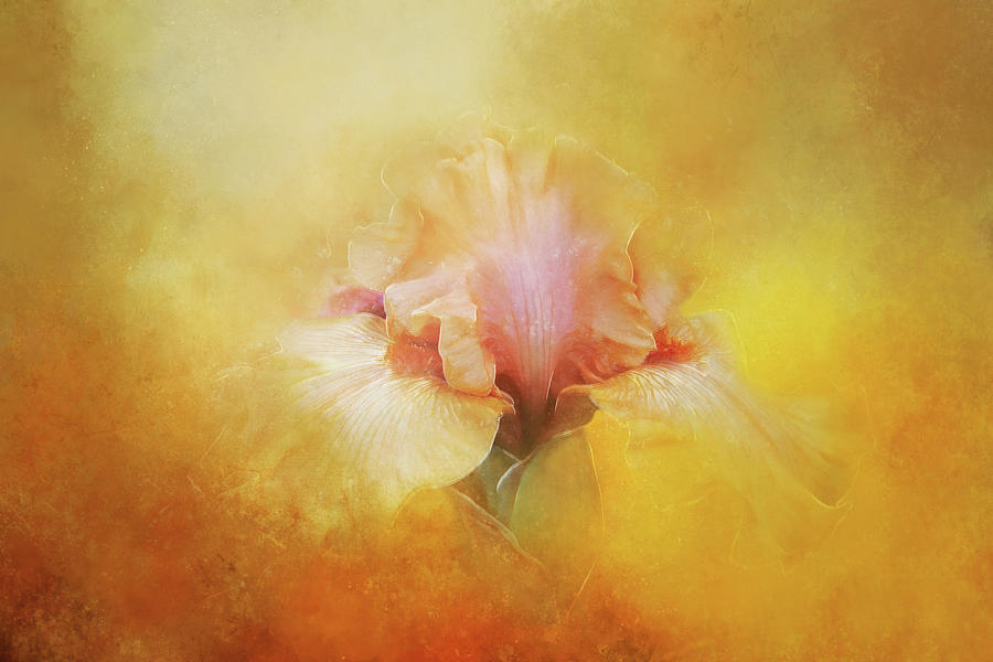 Iris in Golden Yellows Digital Art by Terry Davis