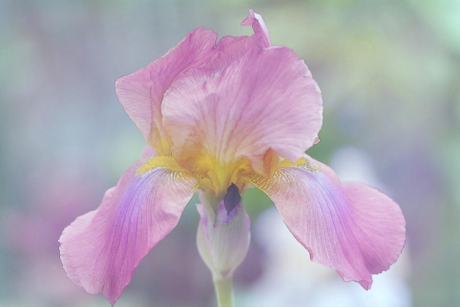 Iris in Painted Watercolor Mixed Media by Sherry Hallemeier