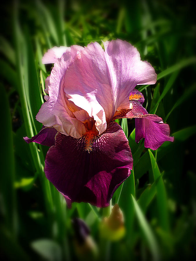 Iris In Pink And Violet Photograph
