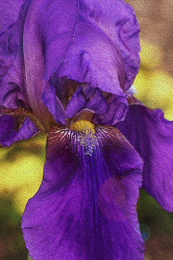 Iris In Spring Photograph