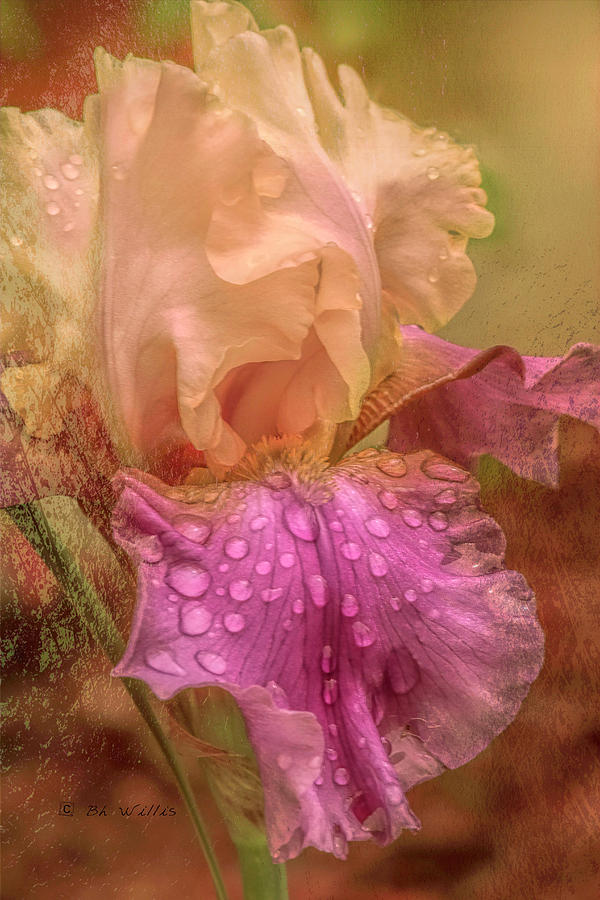 Iris in the rain Digital Art by Bonnie Willis