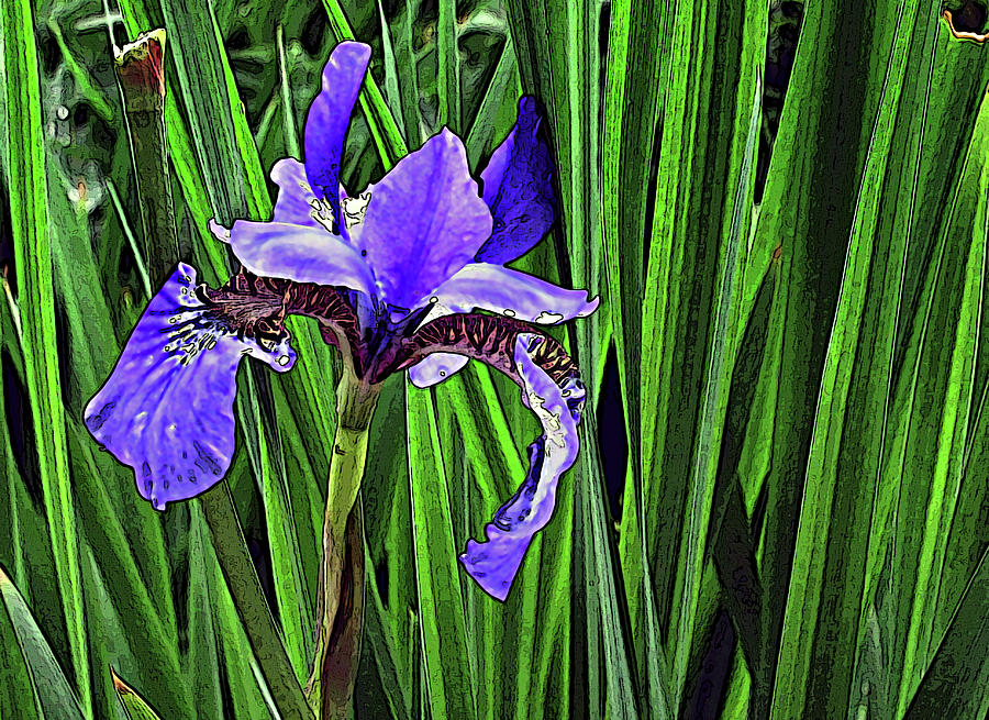 Iris In The Rain Pop Art Photograph