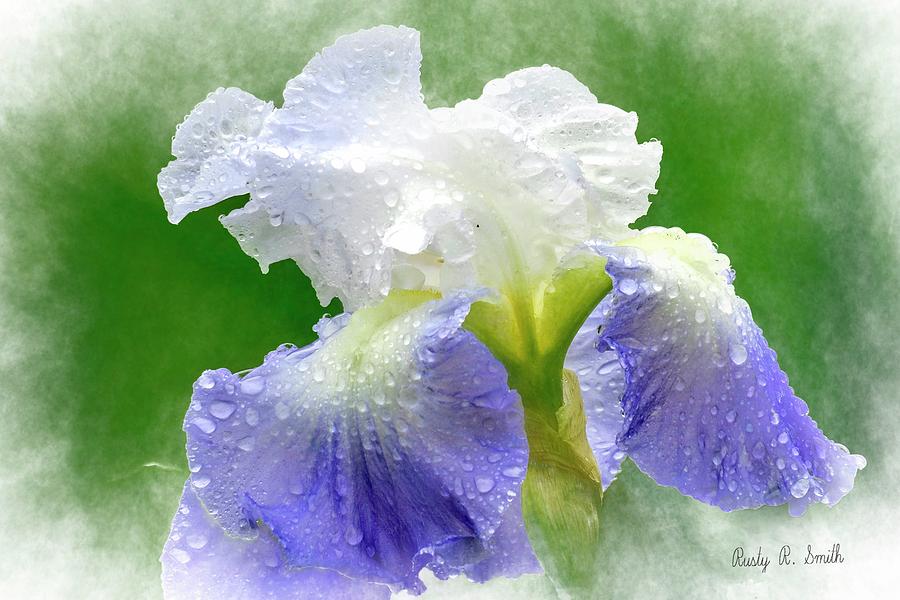 Iris in the rain by Rusty R Smith Iris in the rain by Rusty R Smith