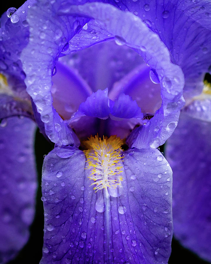 Iris in the Rain Photograph by Tim Kirchoff