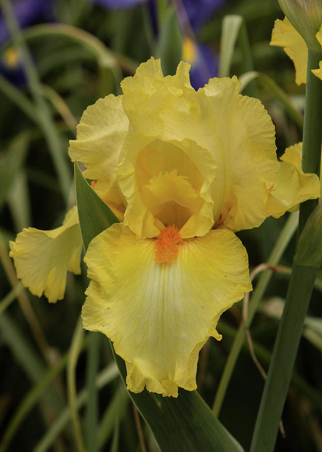 Iris in Yellow Photograph by E Faithe Lester