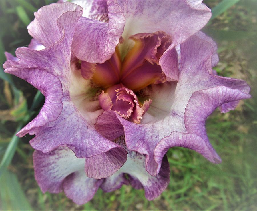 Iris Interior Photograph