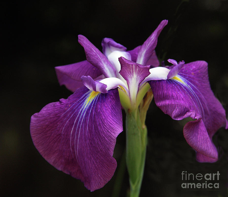 Iris by Irene Dowdy Iris by Irene Dowdy