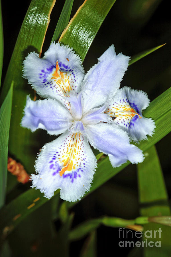 Iris (iris Japonica) Photograph by Dr Keith Wheeler/science Photo Library