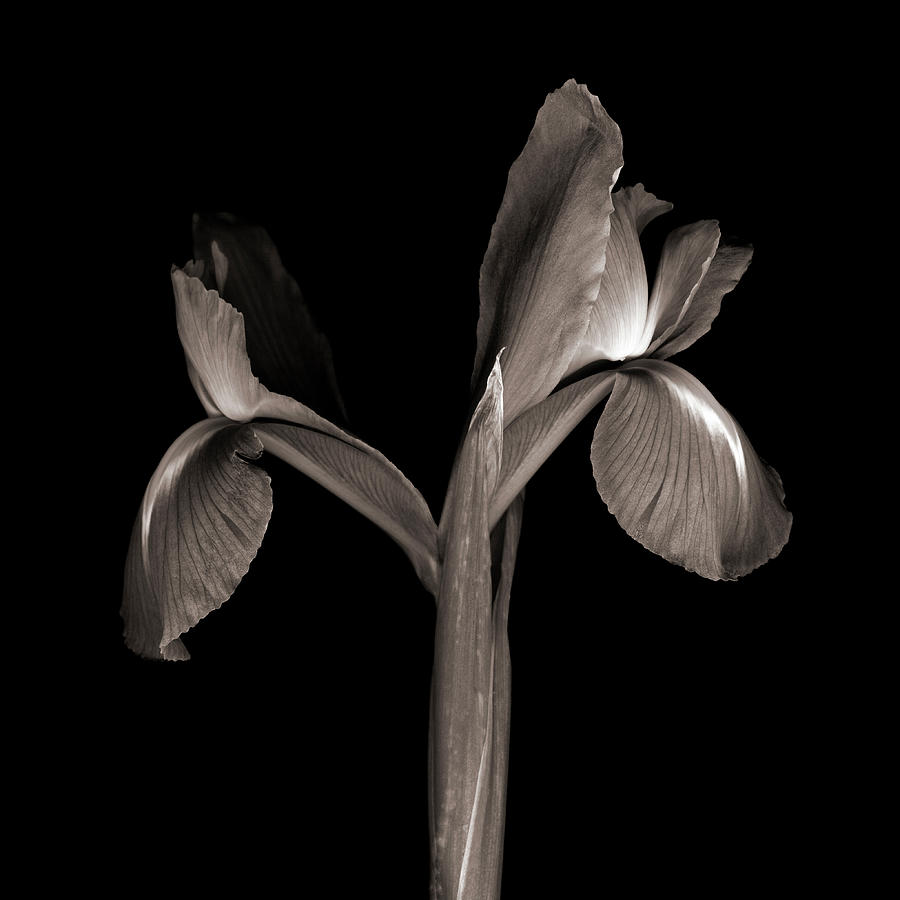 Iris Iris On Black Background Photograph by Magda Indigo