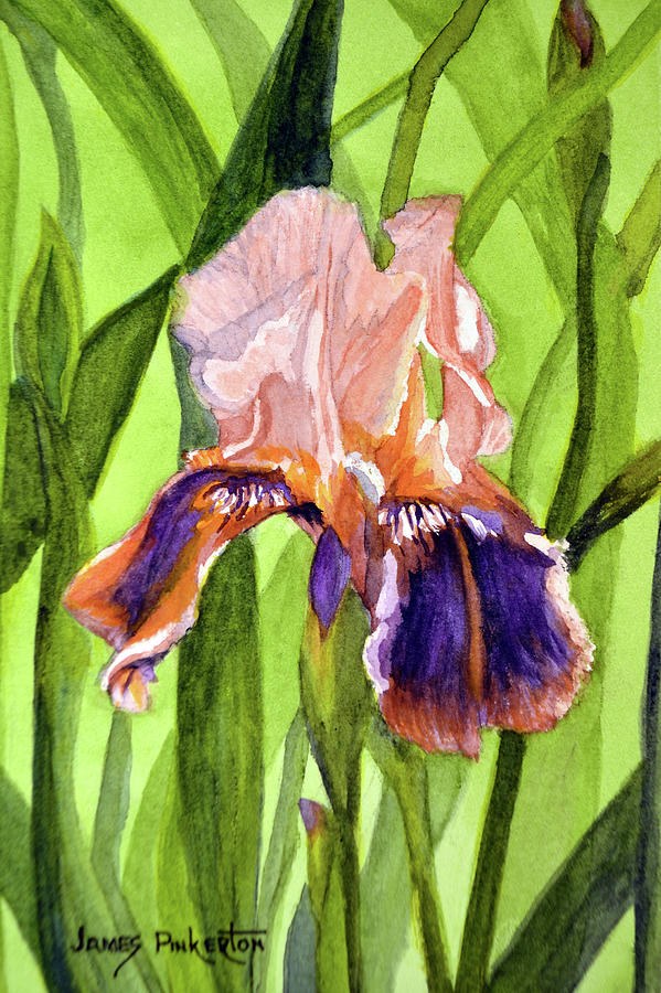 Iris Painting by James Pinkerton - Fine Art America