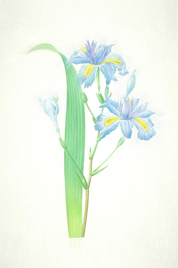 Iris Japonica Iris Botanical Chalk Art by Nikki Vig Iris Japonica Iris Botanical Chalk Art by Nikki Vig