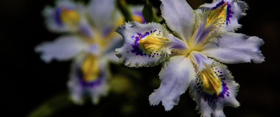 Iris Japonica Photograph by Lona Photography