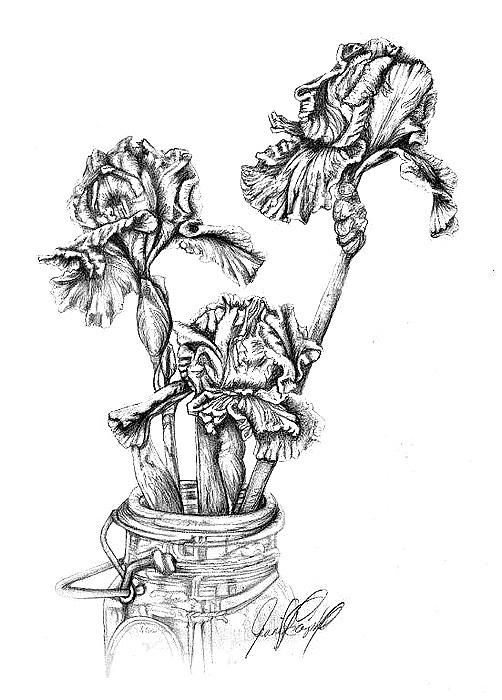 Flower Drawing - Iris by Jennifer Brewer