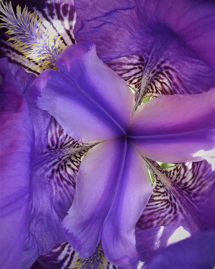 Iris Kaleidoscope Photograph by Linda Vanoudenhaegen