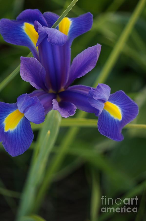 Iris Photograph - Iris Kaleidoscope by Maxine Billings