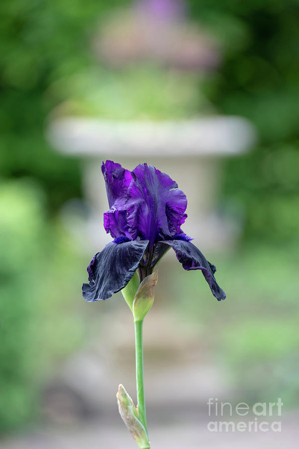 Iris Licorice Stick Flowering  Photograph by Tim Gainey