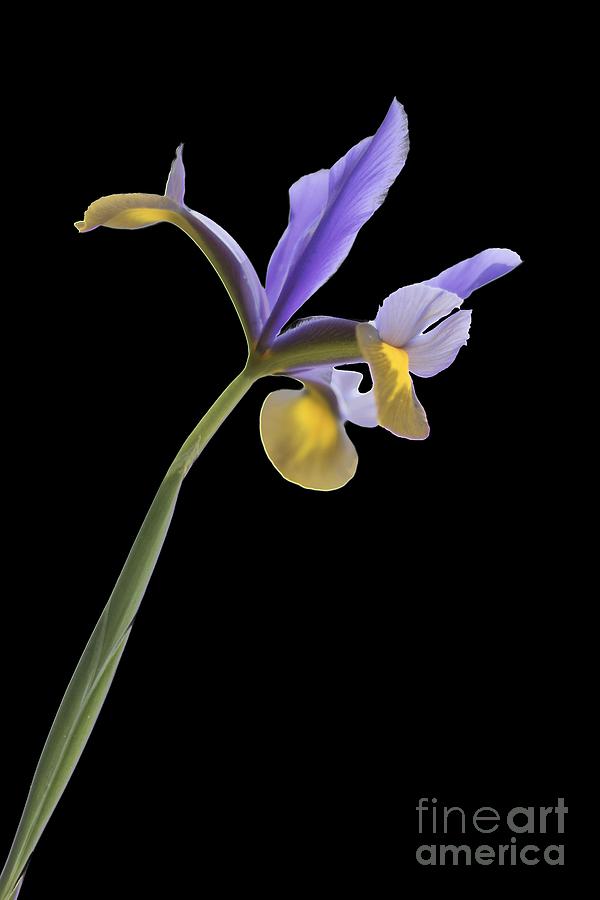 Iris on a transparent background Photograph by Terri Waters