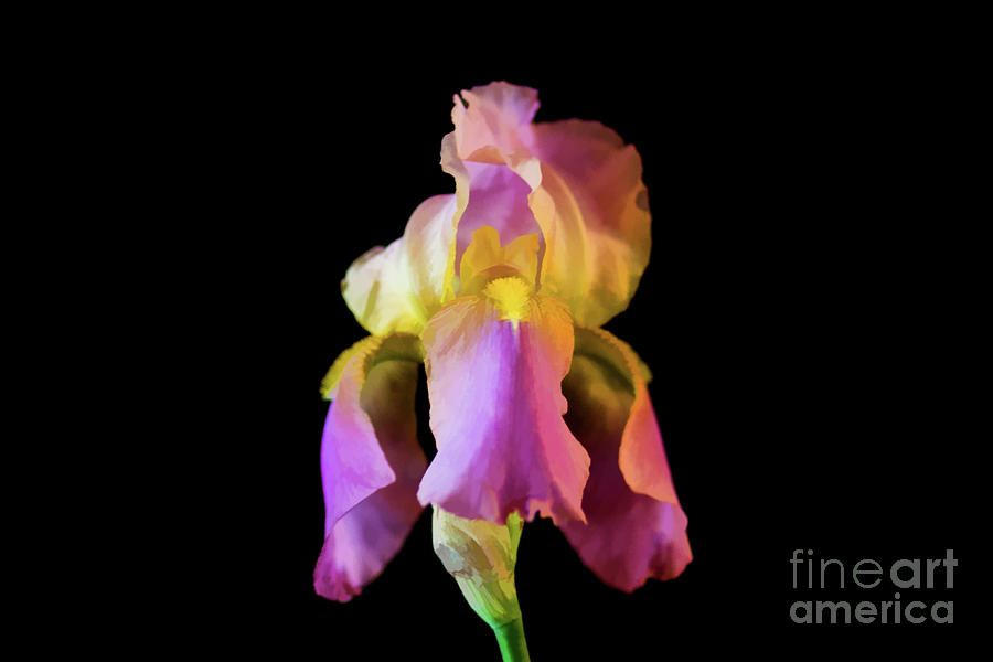 Iris on Black-2 Digital Art by Lisa Lemmons-Powers