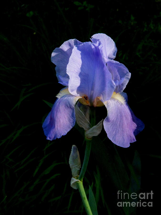 Iris on Black Photograph by Nancy Kane Chapman