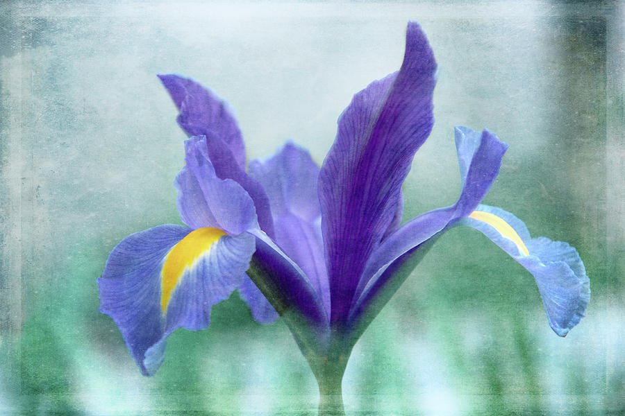 Iris on Blue Digital Art by Terry Davis