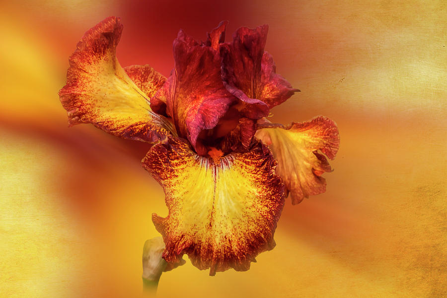 Iris on Fire 0900 Photograph by Kristina Rinell