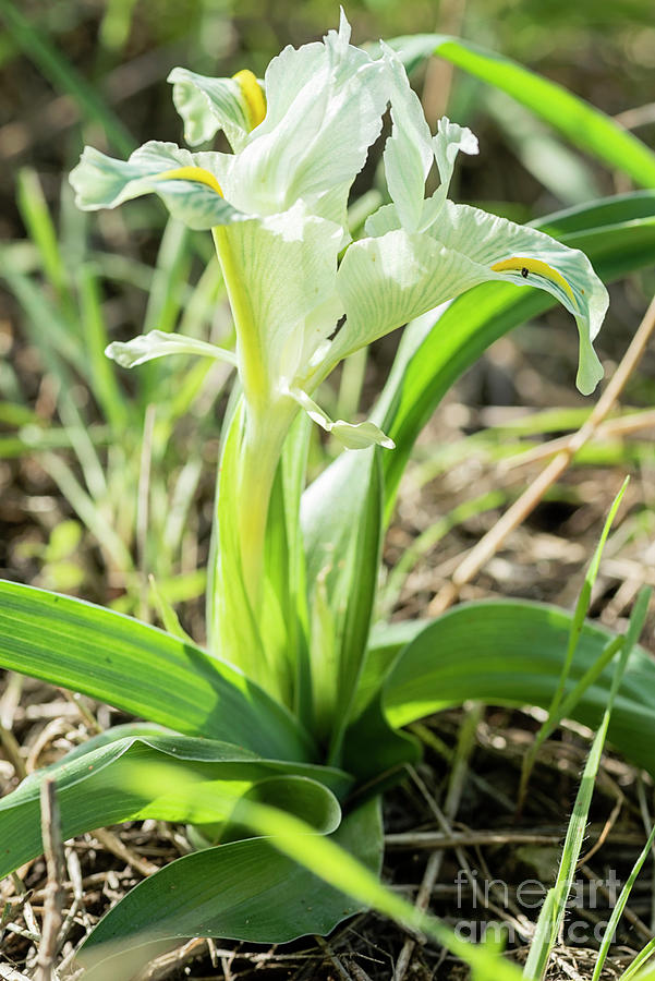  Iris palaestina Photograph by Benny Woodoo