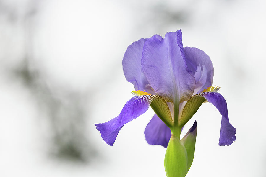 Iris Photograph by Penny Meyers