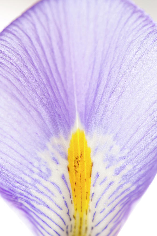 Iris Petal Photograph by Nicholas Rigg