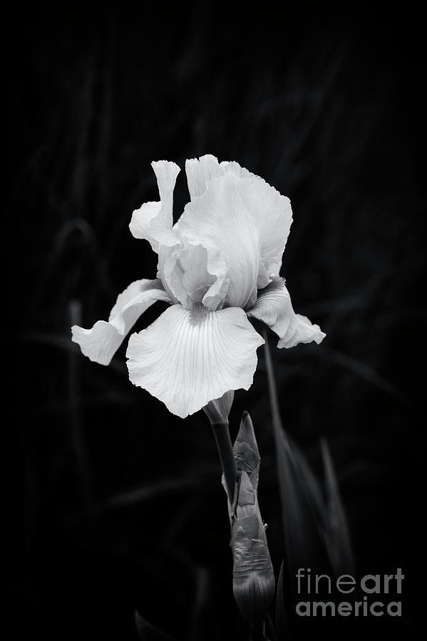 Flower Photograph - Iris Piroska by Tim Gainey