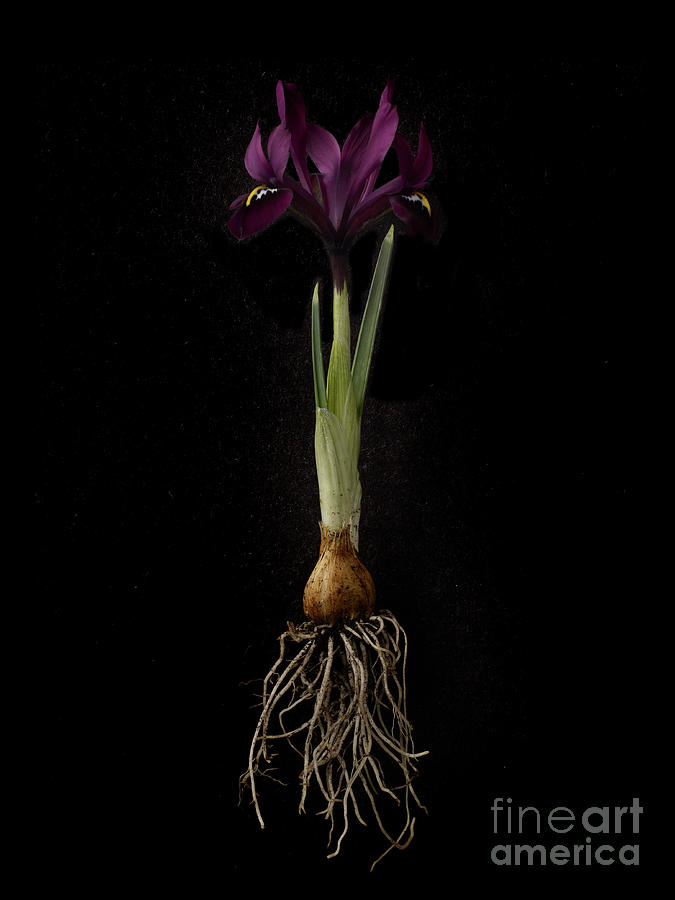 Iris Plant On Black Background, Showing Photograph by William Turner