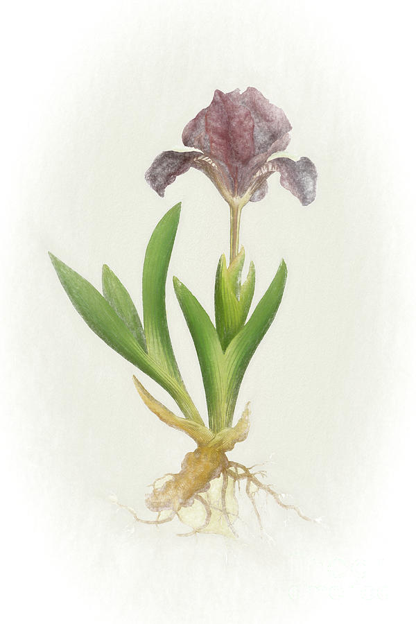 Iris Pumila Botanical Chalk Art by Nikki Vig Iris Pumila Botanical Chalk Art by Nikki Vig
