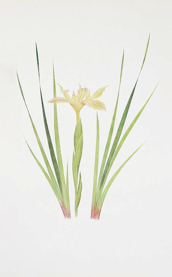 Iris Purdyi Painting by William Rickatson Dykes Iris Purdyi Painting by William Rickatson Dykes