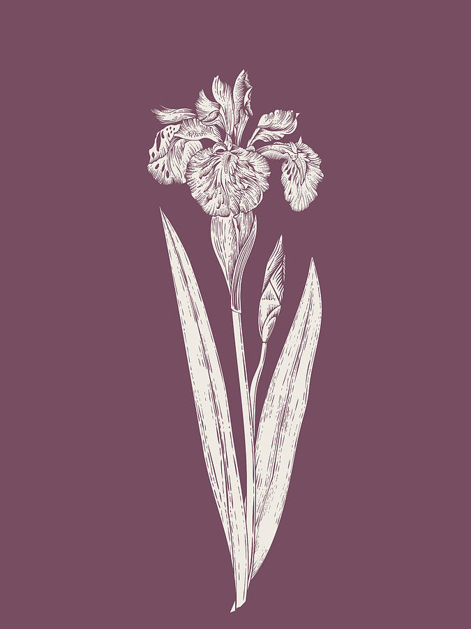 Spring Mixed Media - Iris Purple Flower by Naxart Studio
