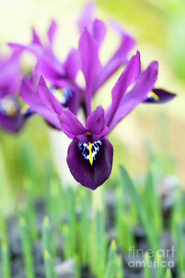 Iris Reticulata George Flower Photograph by Tim Gainey