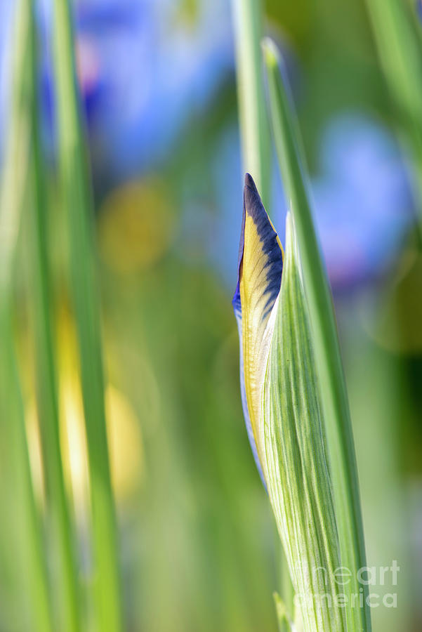 Iris Reticulata Gordon Flower Bud  Photograph by Tim Gainey