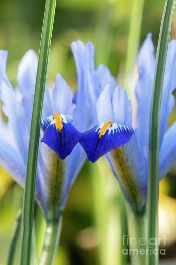 Iris Reticulata Gordon Flowers  Photograph by Tim Gainey