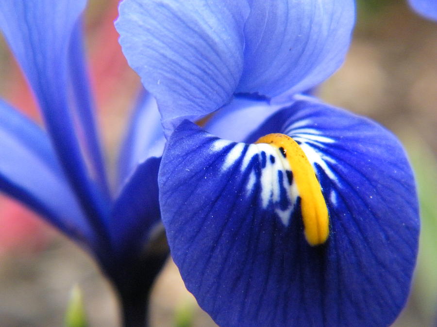 Iris Reticulata Harmony Photograph by Stopwatch Gardener