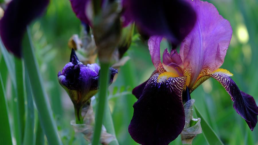Iris Season by August Timmermans Iris Season by August Timmermans