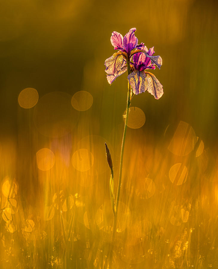 Iris Sibirica Photograph by Christoph Duwenkamp