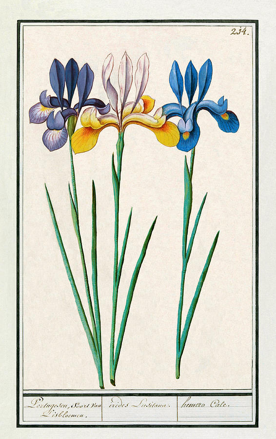 Iris Sibirica by Ruth Moratz Iris Sibirica by Ruth Moratz