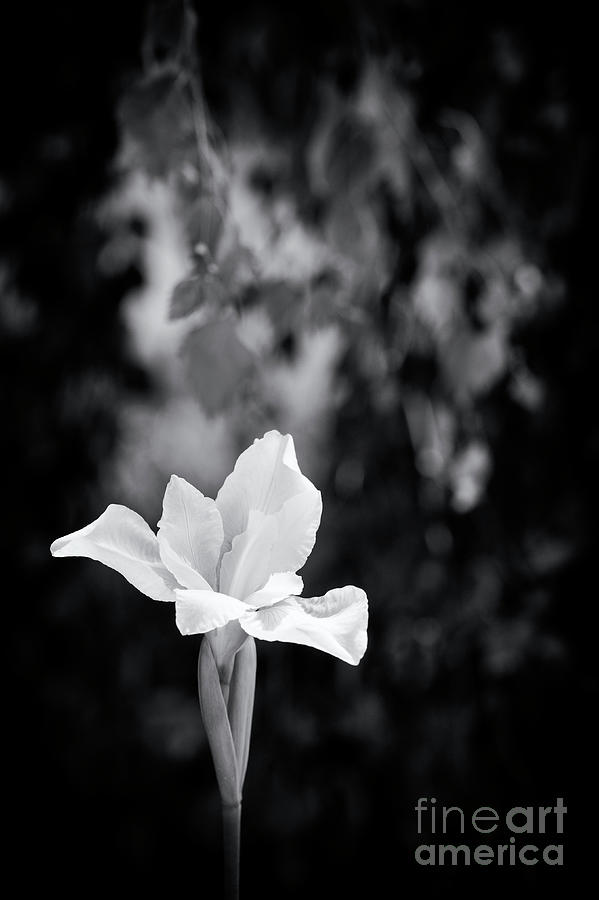 Iris Sibirica White Swirl Monochrome Photograph by Tim Gainey