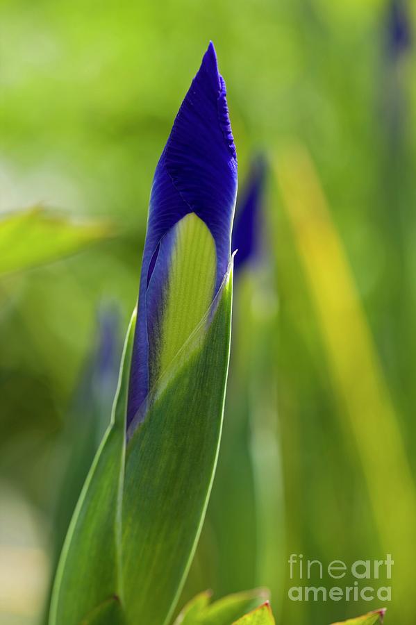 Iris Sp. In Bud Photograph by Dr Keith Wheeler/science Photo Library