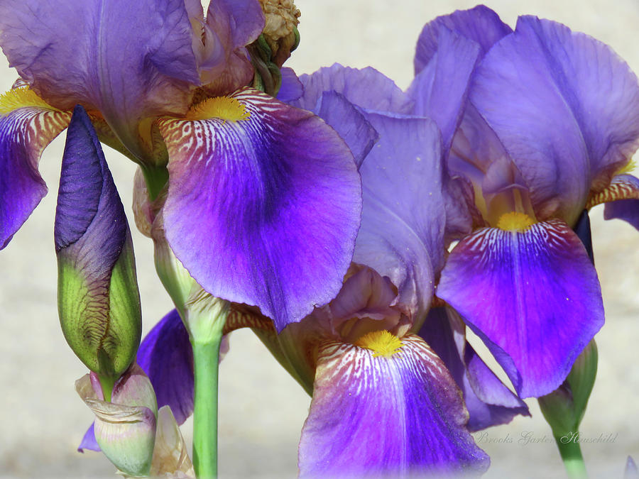 Iris Splendor - Spring Flowers from the Garden - Irises Photograph by Brooks Garten Hauschild
