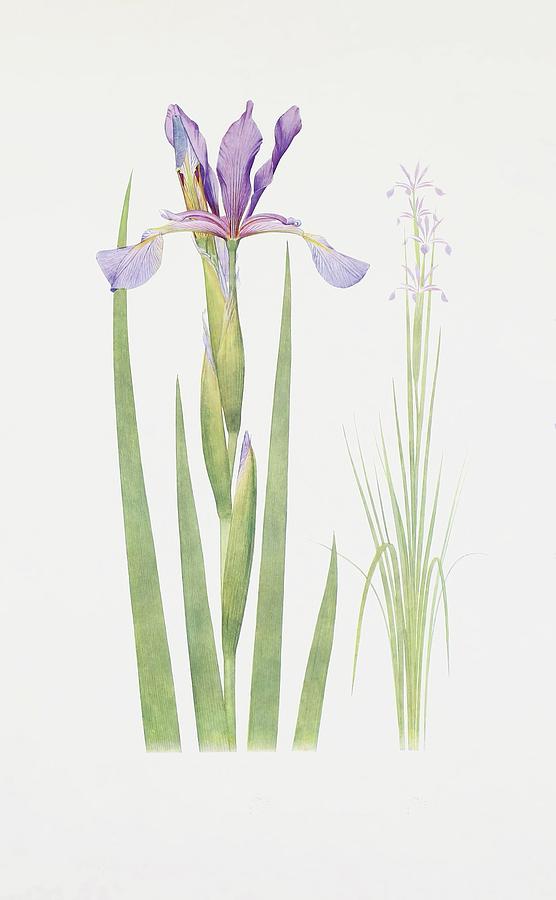 Iris Spuria Painting by William Rickatson Dykes | Fine Art America