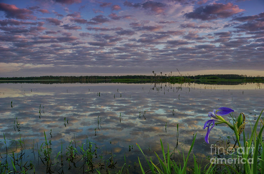 Iris Sunrise Photograph by Brian Kamprath